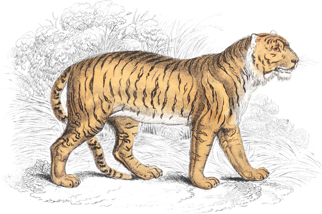 Nicholas Rougeux Restores 1,300+ 19th-Century Wildlife Illustrations with AI