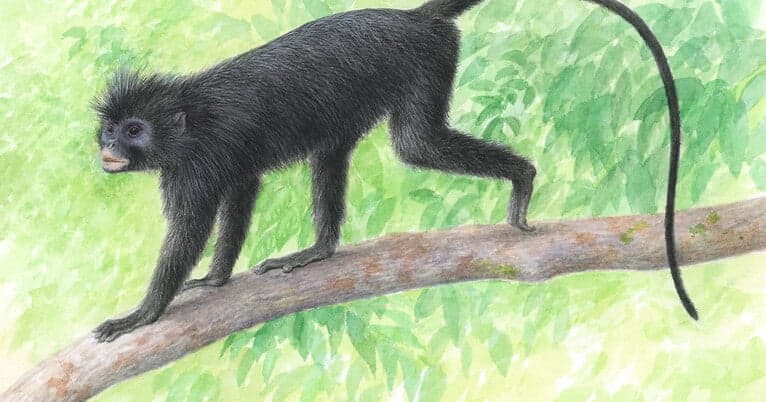 New Colobus Monkey Species Discovered in Congo: A Rare Primate Find
