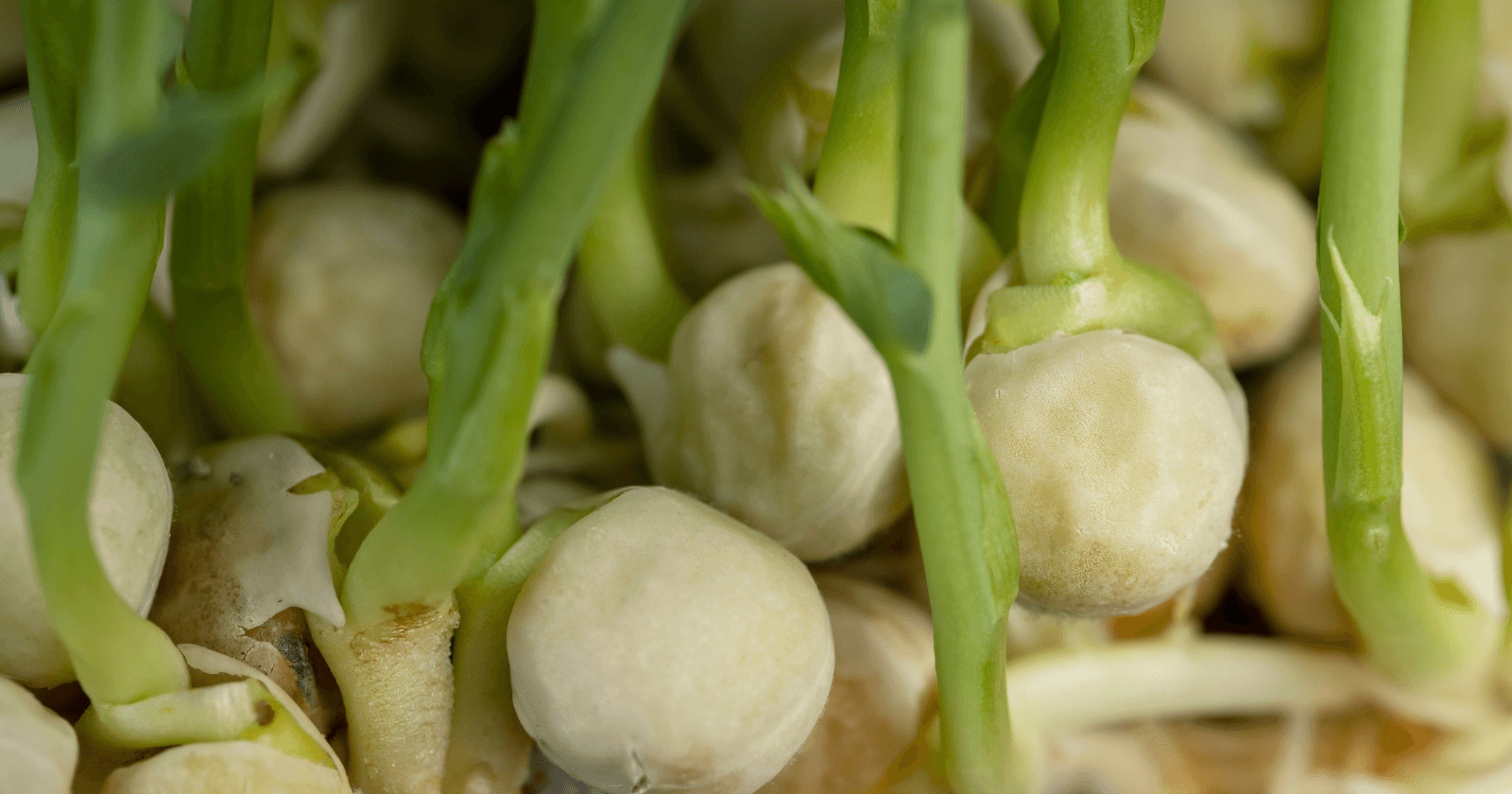Teenagers Beat the Experts: Rhizobia Bacteria Make Cereals Germinate 50% Faster