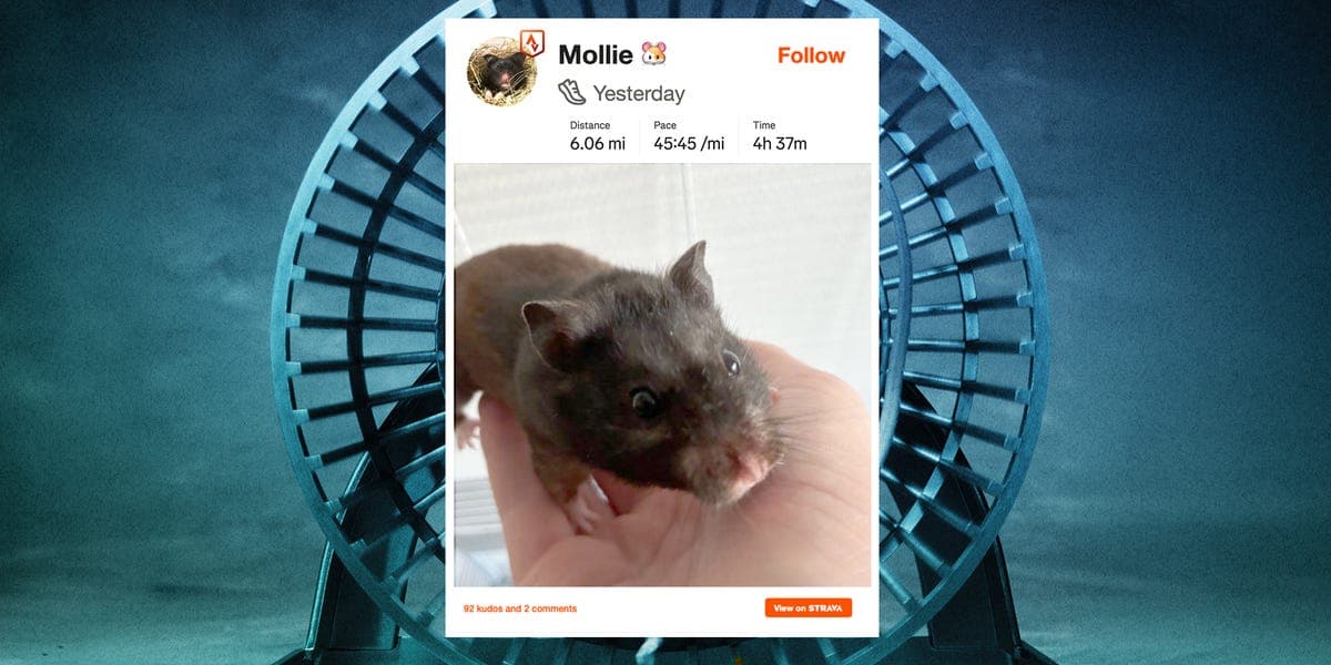 Hamster on Strava: An MRI Physicist's ESP32-Powered Wheel Tracker